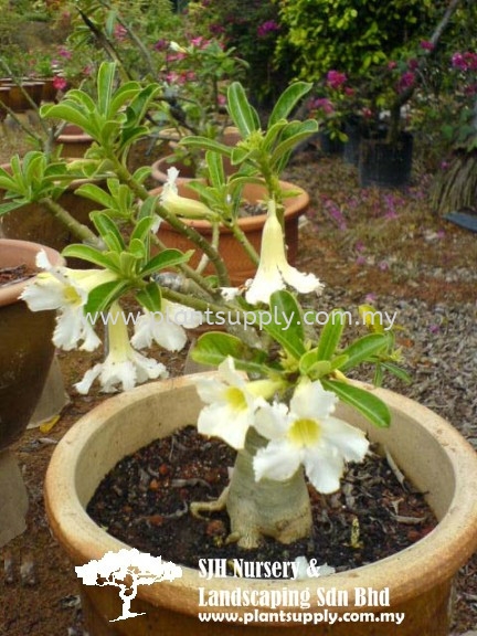 S010105 Adenium Obesum 'Alba' Shrubs Malaysia, Johor, Muar Supplier, Wholesaler, Supply, Supplies | SJH Nursery & Landscaping Sdn Bhd