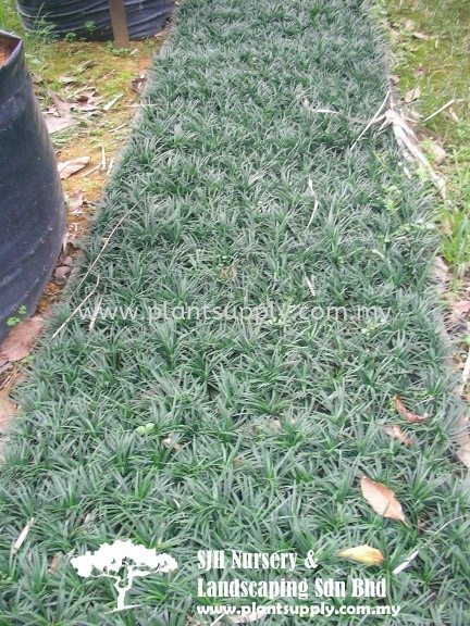 S050802 Ophiopogon Japonicus Kyoto Dwarf Shrubs Malaysia, Johor, Muar Supplier, Wholesaler, Supply, Supplies | SJH Nursery & Landscaping Sdn Bhd