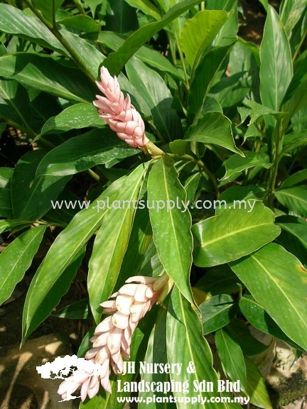 S010502 Alpinia Purpurata 'Jungle Queen' Shrubs Malaysia, Johor, Muar Supplier, Wholesaler, Supply, Supplies | SJH Nursery & Landscaping Sdn Bhd