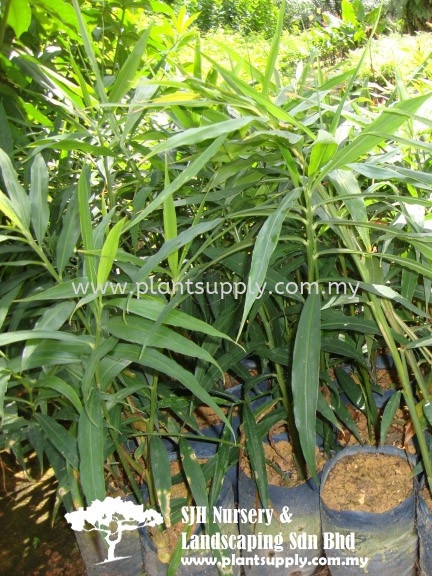 S060401 Zingiber Officinale Shrubs Malaysia, Johor, Muar Supplier, Wholesaler, Supply, Supplies | SJH Nursery & Landscaping Sdn Bhd