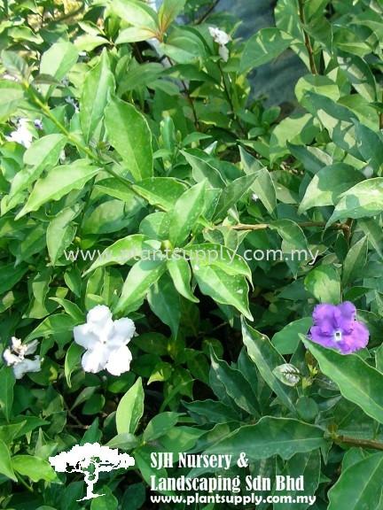 S010805 Brunfelsia Calycina (YTT) Shrubs Malaysia, Johor, Muar Supplier, Wholesaler, Supply, Supplies | SJH Nursery & Landscaping Sdn Bhd