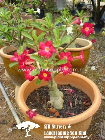 S010201 Adenium Obesum 'Dark Red' Shrubs Malaysia, Johor, Muar Supplier, Wholesaler, Supply, Supplies | SJH Nursery & Landscaping Sdn Bhd