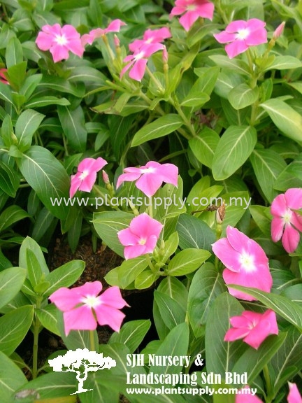 S020205 Catharanthus Cultivar 'Pink' Shrubs Malaysia, Johor, Muar Supplier, Wholesaler, Supply, Supplies | SJH Nursery & Landscaping Sdn Bhd