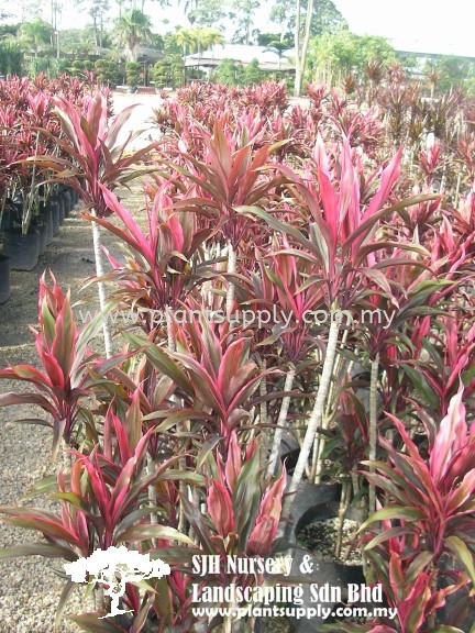 S020701 Cordyline Fruticosa 'Firebrand' Shrubs Malaysia, Johor, Muar Supplier, Wholesaler, Supply, Supplies | SJH Nursery & Landscaping Sdn Bhd