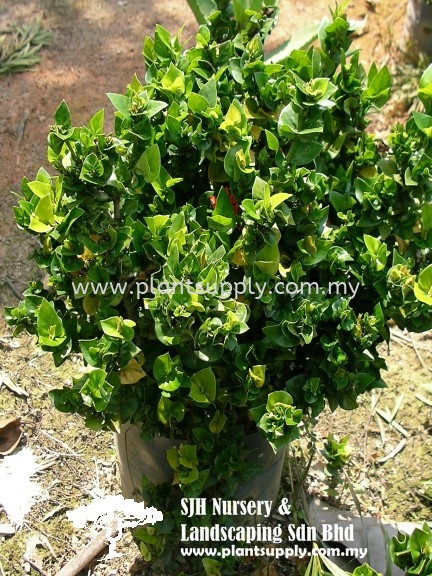S050302 Ixora Siamensis Shrubs Malaysia, Johor, Muar Supplier, Wholesaler, Supply, Supplies | SJH Nursery & Landscaping Sdn Bhd