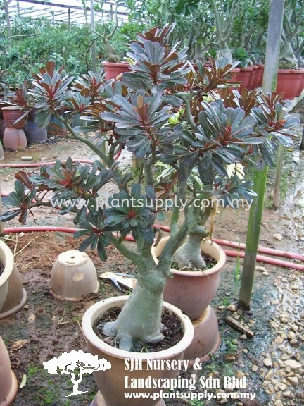 S010202 Adenium Obesum 'Red Leaf' Shrubs Malaysia, Johor, Muar Supplier, Wholesaler, Supply, Supplies | SJH Nursery & Landscaping Sdn Bhd