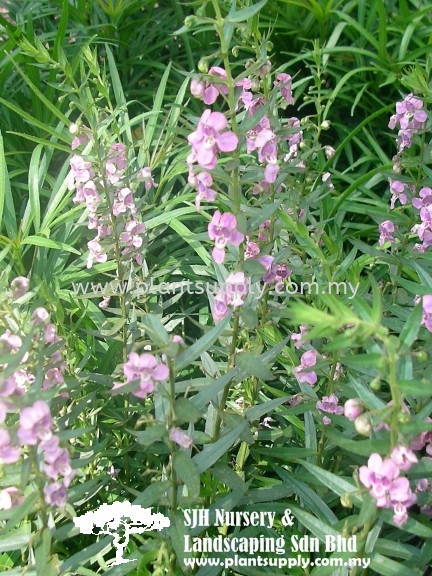 S010505 Angelonia Salicariaefolia 'Rose Pink' Shrubs Malaysia, Johor, Muar Supplier, Wholesaler, Supply, Supplies | SJH Nursery & Landscaping Sdn Bhd