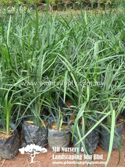 S050801 Ophiopogon Jaburan Shrubs Malaysia, Johor, Muar Supplier, Wholesaler, Supply, Supplies | SJH Nursery & Landscaping Sdn Bhd