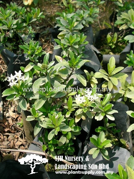 S050105 Ixora 'Dwarf White' Shrubs Malaysia, Johor, Muar Supplier, Wholesaler, Supply, Supplies | SJH Nursery & Landscaping Sdn Bhd