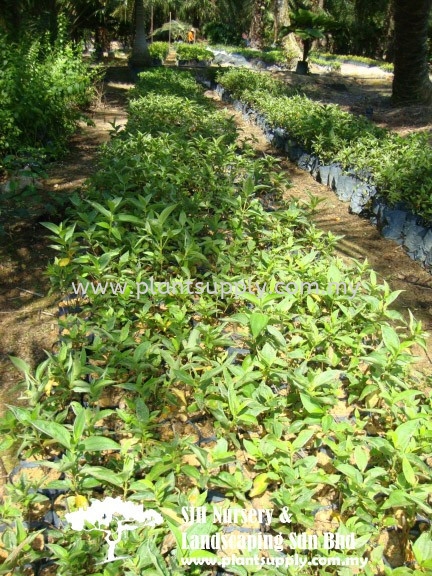 S060203 Tibouchina Grandiflora Shrubs Malaysia, Johor, Muar Supplier, Wholesaler, Supply, Supplies | SJH Nursery & Landscaping Sdn Bhd