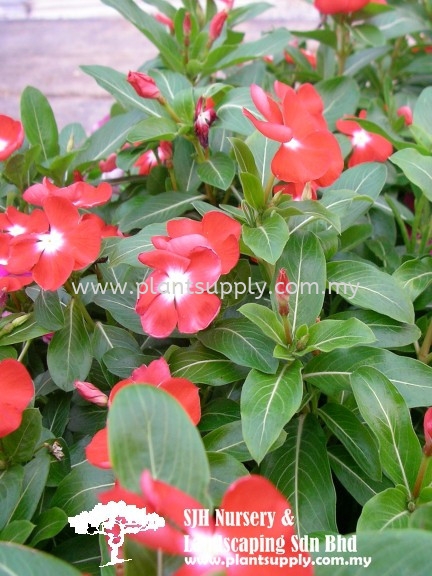 S020302 Catharanthus Cultivar 'Red' Shrubs Malaysia, Johor, Muar Supplier, Wholesaler, Supply, Supplies | SJH Nursery & Landscaping Sdn Bhd