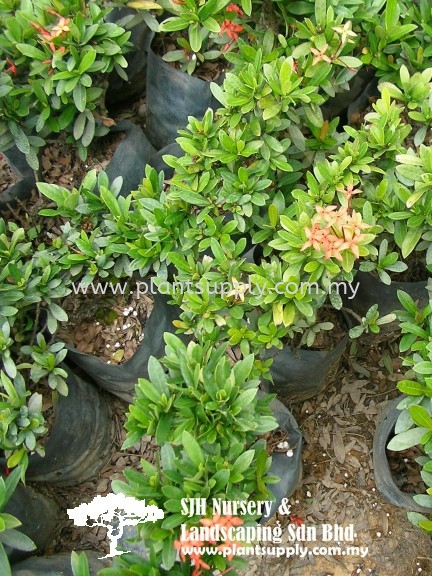 S050205 Ixora 'Molly Garret' Shrubs Malaysia, Johor, Muar Supplier, Wholesaler, Supply, Supplies | SJH Nursery & Landscaping Sdn Bhd