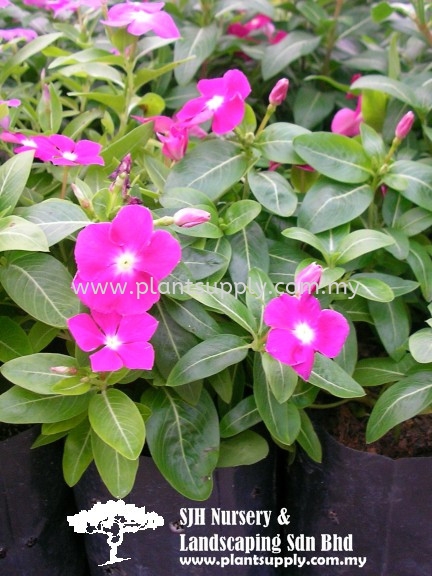 S020301 Catharanthus Cultivar 'Purple' Shrubs Malaysia, Johor, Muar Supplier, Wholesaler, Supply, Supplies | SJH Nursery & Landscaping Sdn Bhd