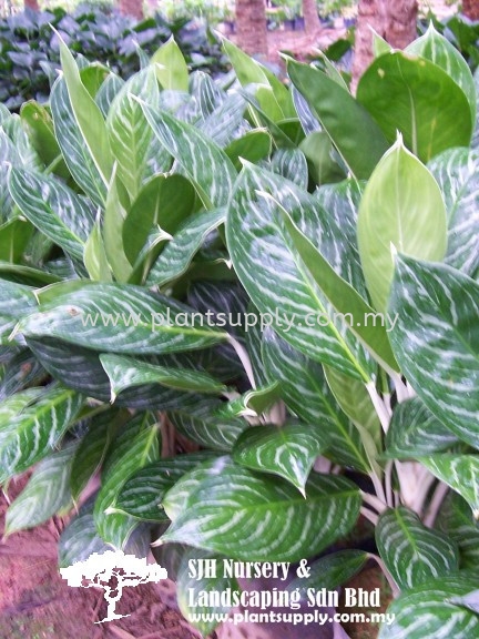 S010305 Aglaonema 'White Stem' Shrubs Malaysia, Johor, Muar Supplier, Wholesaler, Supply, Supplies | SJH Nursery & Landscaping Sdn Bhd