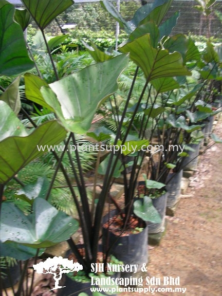 S010403 Alocasia Macrorrhizos 'Metallica' Shrubs Malaysia, Johor, Muar Supplier, Wholesaler, Supply, Supplies | SJH Nursery & Landscaping Sdn Bhd