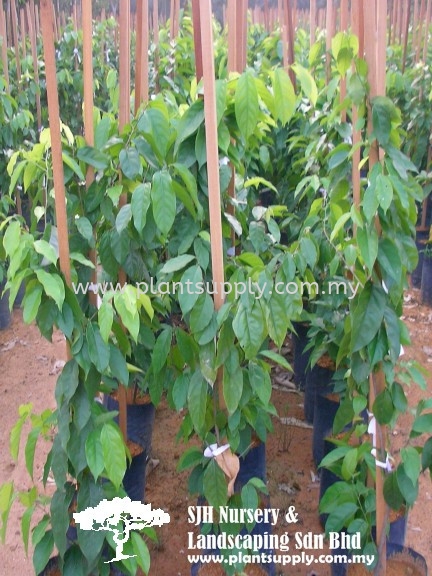 C010104 Baphia Nitida Climbers and Ferns Malaysia, Johor, Muar Supplier, Wholesaler, Supply, Supplies | SJH Nursery & Landscaping Sdn Bhd