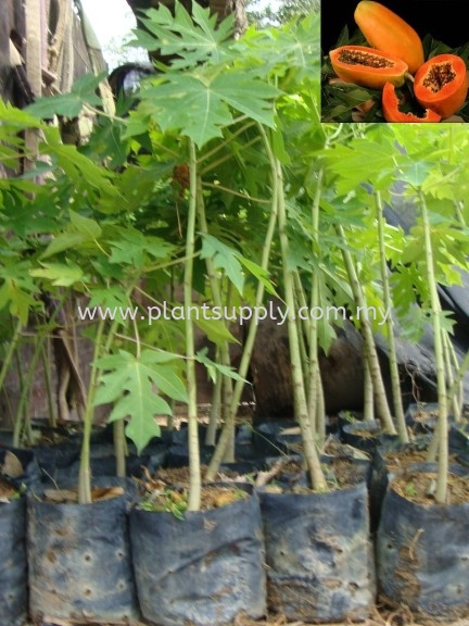 F010305 Papaya Seedling Fruit Seedlings Malaysia, Johor, Muar Supplier, Wholesaler, Supply, Supplies | SJH Nursery & Landscaping Sdn Bhd