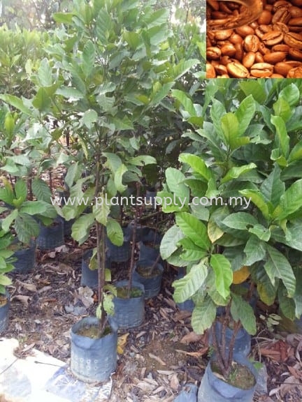 F010103 Coffee Seedling Fruit Seedlings Malaysia, Johor, Muar Supplier, Wholesaler, Supply, Supplies | SJH Nursery & Landscaping Sdn Bhd