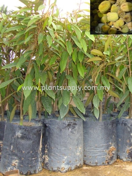 F010201 Durian Kuching Seedling Fruit Seedlings Malaysia, Johor, Muar Supplier, Wholesaler, Supply, Supplies | SJH Nursery & Landscaping Sdn Bhd