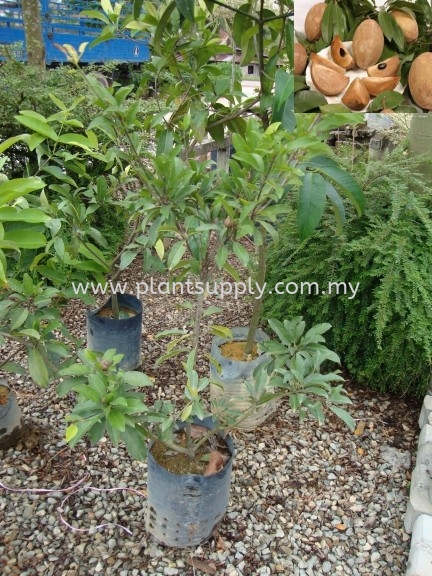 F010403 Sapodilla Seedling Fruit Seedlings Malaysia, Johor, Muar Supplier, Wholesaler, Supply, Supplies | SJH Nursery & Landscaping Sdn Bhd