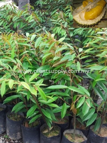 F010202 Durian Kunyit Seedling Fruit Seedlings Malaysia, Johor, Muar Supplier, Wholesaler, Supply, Supplies | SJH Nursery & Landscaping Sdn Bhd