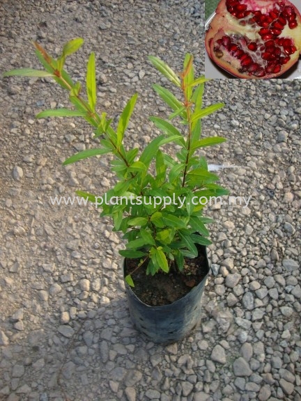 F010401 Pomegranate Seedling Fruit Seedlings Malaysia, Johor, Muar Supplier, Wholesaler, Supply, Supplies | SJH Nursery & Landscaping Sdn Bhd