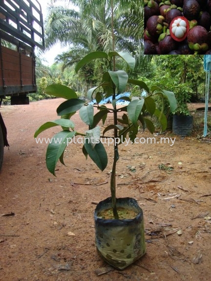 F010304 Mangosteen Seedling Fruit Seedlings Malaysia, Johor, Muar Supplier, Wholesaler, Supply, Supplies | SJH Nursery & Landscaping Sdn Bhd