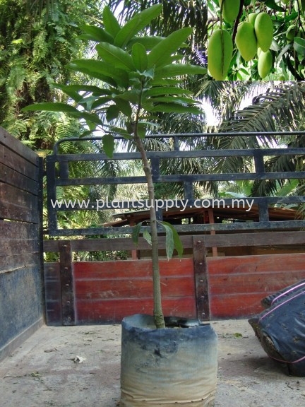 F010303 Mango Seedling Fruit Seedlings Malaysia, Johor, Muar Supplier, Wholesaler, Supply, Supplies | SJH Nursery & Landscaping Sdn Bhd