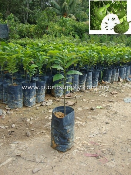 F010105 Durian Belanda Seedling Fruit Seedlings Malaysia, Johor, Muar Supplier, Wholesaler, Supply, Supplies | SJH Nursery & Landscaping Sdn Bhd