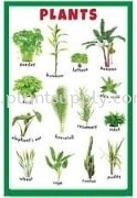 Plants�� shape CHART