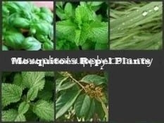 7 Tropical Mosquitoes repel plants