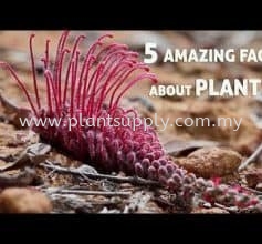 5 Amazing Facts About Plants