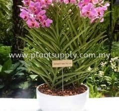 Orchid named after China President Xi and His Wife