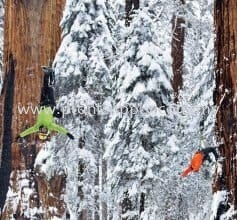 This Tree had never been completely photographed until 2012