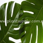 What Plant leaves trying to tell U?