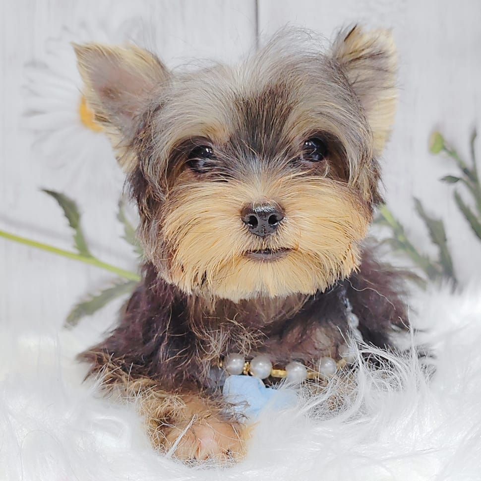 Yorkshire Terrier 约克夏