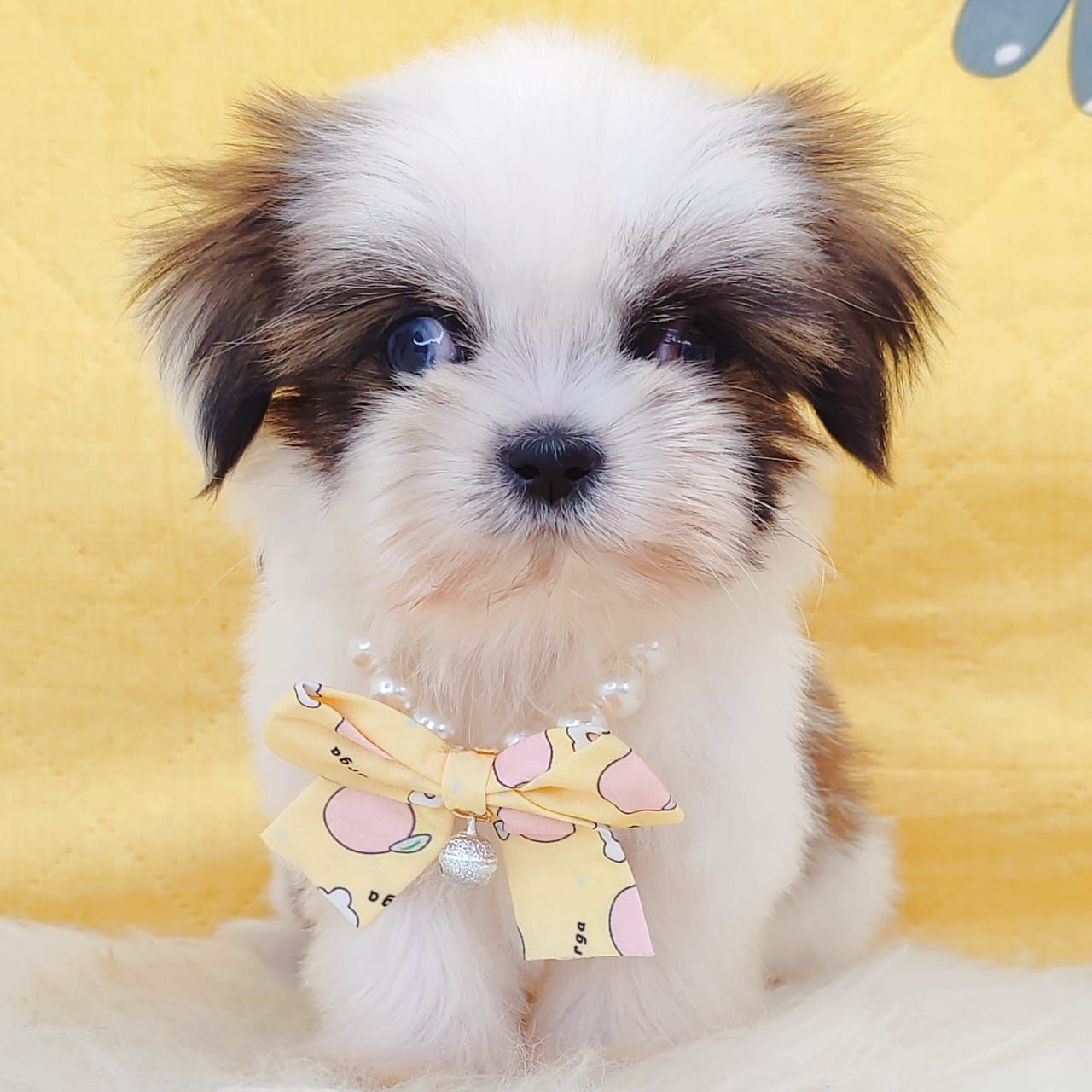 Shih Tzu 西施
