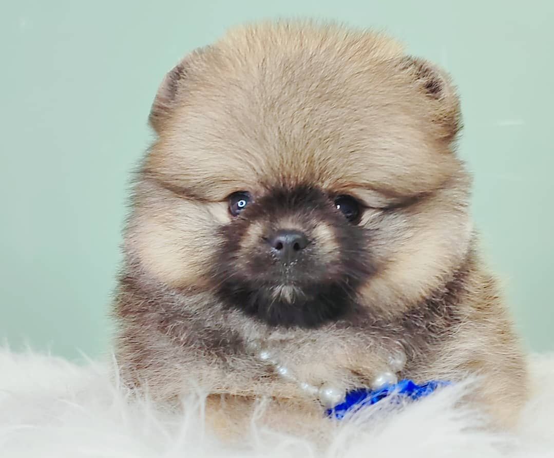 Pomeranian 博美