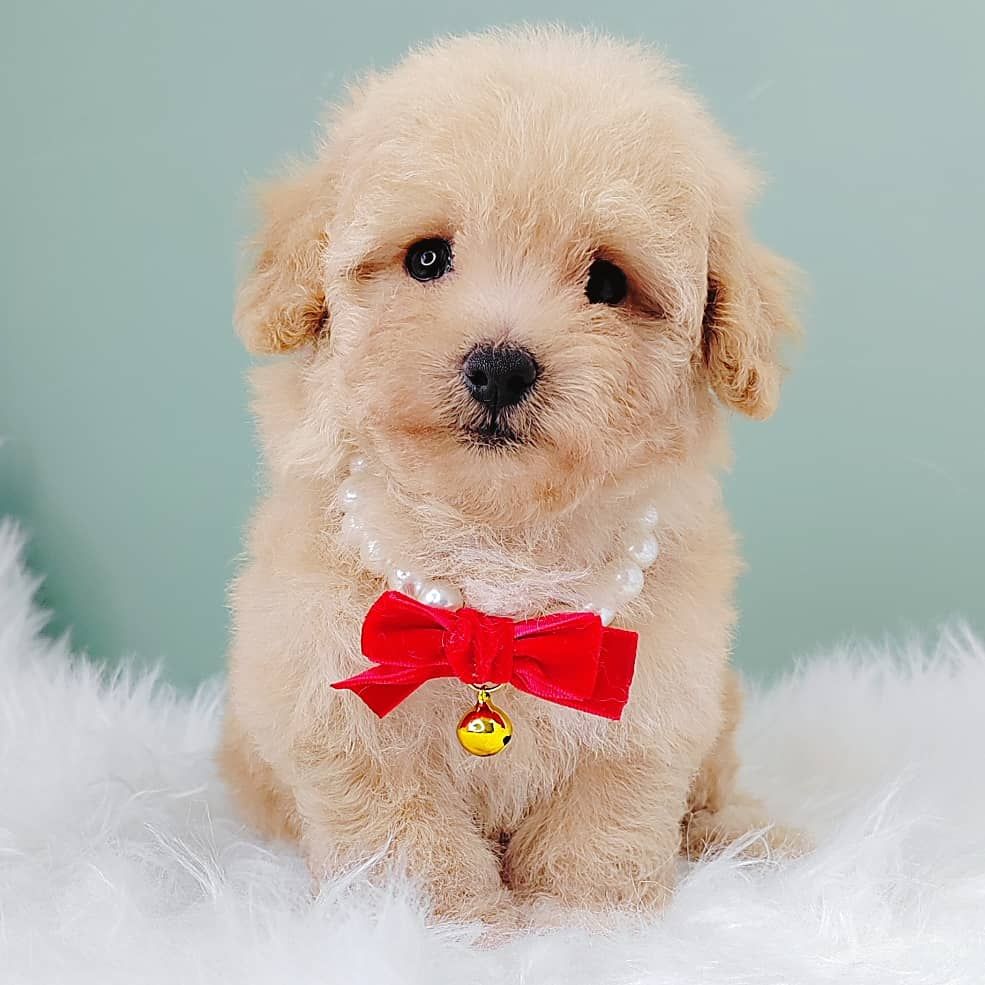 Poodle 娉拌开璐靛
