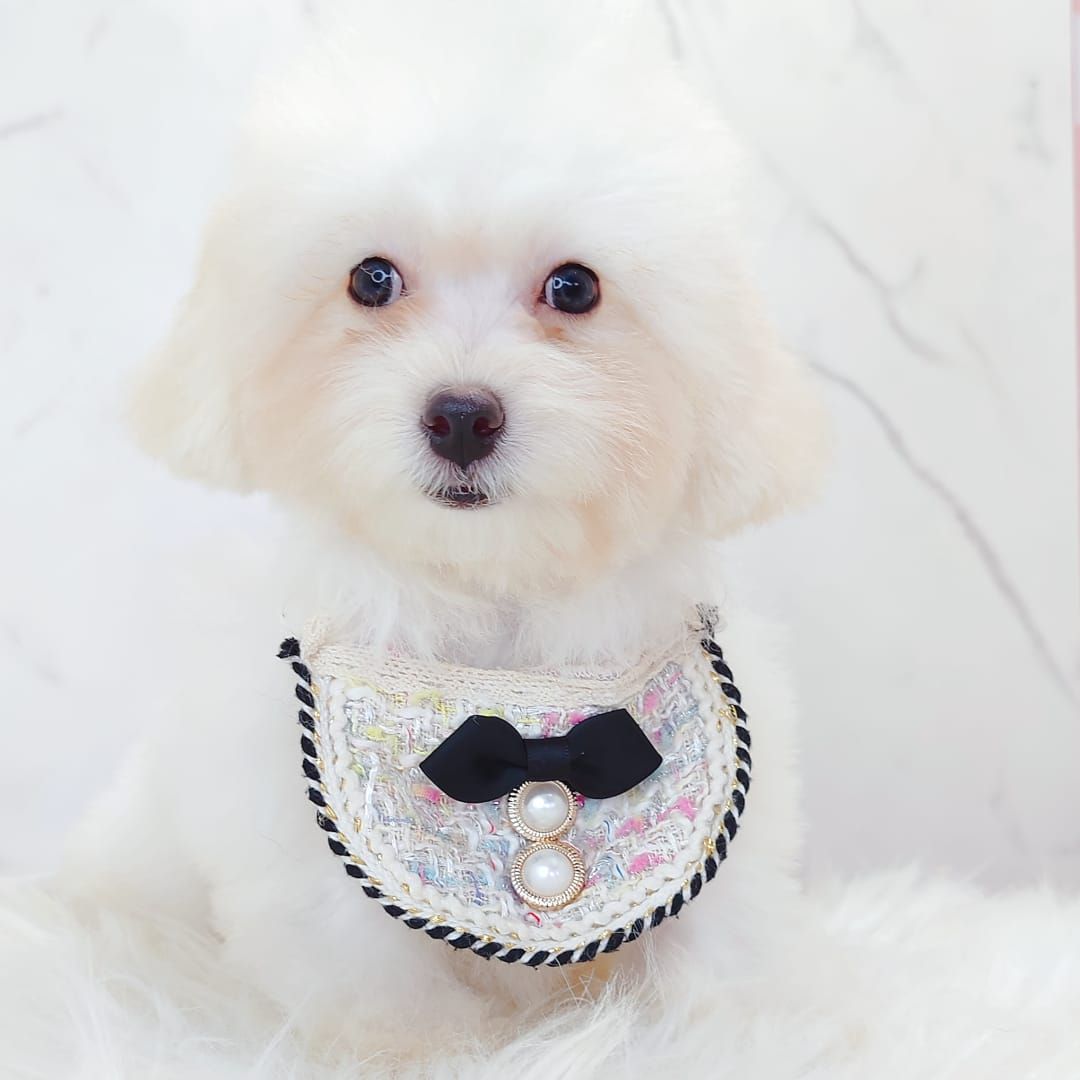 Poodle 娉拌开璐靛