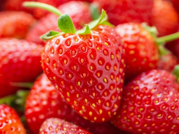 STRAWBERRY BERRIES FRUITS Malaysia, Penang Wholesaler, Supplier | CHIAP SHENG FRUITS SDN. BHD.
