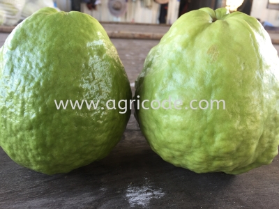 FRESH GUAVA