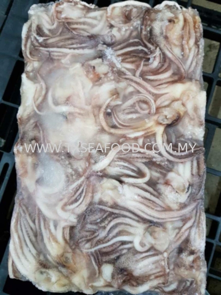 ARGENTINA SOTONG HEAD (նͷ) FROZEN SOTONG Selangor, Klang, Malaysia, Kuala Lumpur (KL) Supplier, Suppliers, Supply, Supplies | TX SEAFOOD SDN. BHD.