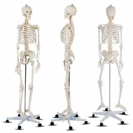 V.13 [170CM] LIFE SIZE SKELETON ģ V. Models ģ Selangor, Malaysia, Kuala Lumpur (KL), Petaling Jaya (PJ) Supplier, Suppliers, Supply, Supplies | San-Tronic Medical Devices Sdn Bhd