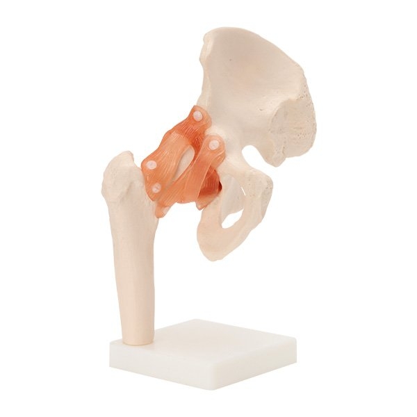 V.23 HIP JOINT Źؽģ V. Models ģ Selangor, Malaysia, Kuala Lumpur (KL), Petaling Jaya (PJ) Supplier, Suppliers, Supply, Supplies | San-Tronic Medical Devices Sdn Bhd