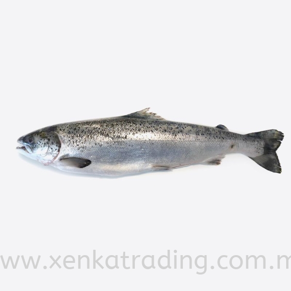 ԭ~ Fish Frozen Seafood   Supplier, Suppliers, Supply, Supplies | Xenka Trading (M) Sdn Bhd