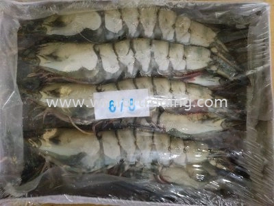 TIGER SHRIMP 6-8 1KG