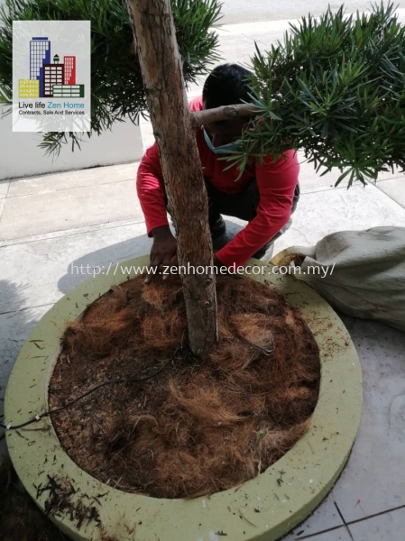 Garden & Plant Grass Carpet & Grass Selangor, Malaysia, Kuala Lumpur (KL), Puchong, Shah Alam Supplier, Suppliers, Supply, Supplies | Zen Home Decor