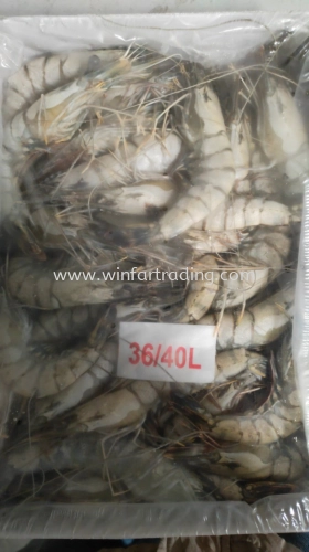 FROZEN TIGER SHRIMP 36-40 1KG