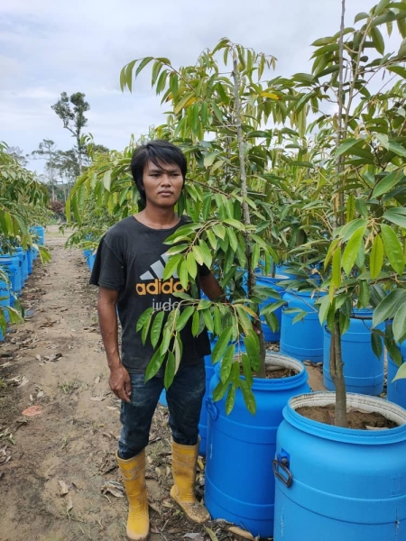 MUSANG KING YOUNG DURIAN PLANT (NURSERY) Malaysia, Negeri Sembilan, Lenggeng Supplier, Suppliers, Supply, Supplies | SIN BAN LEE FARM